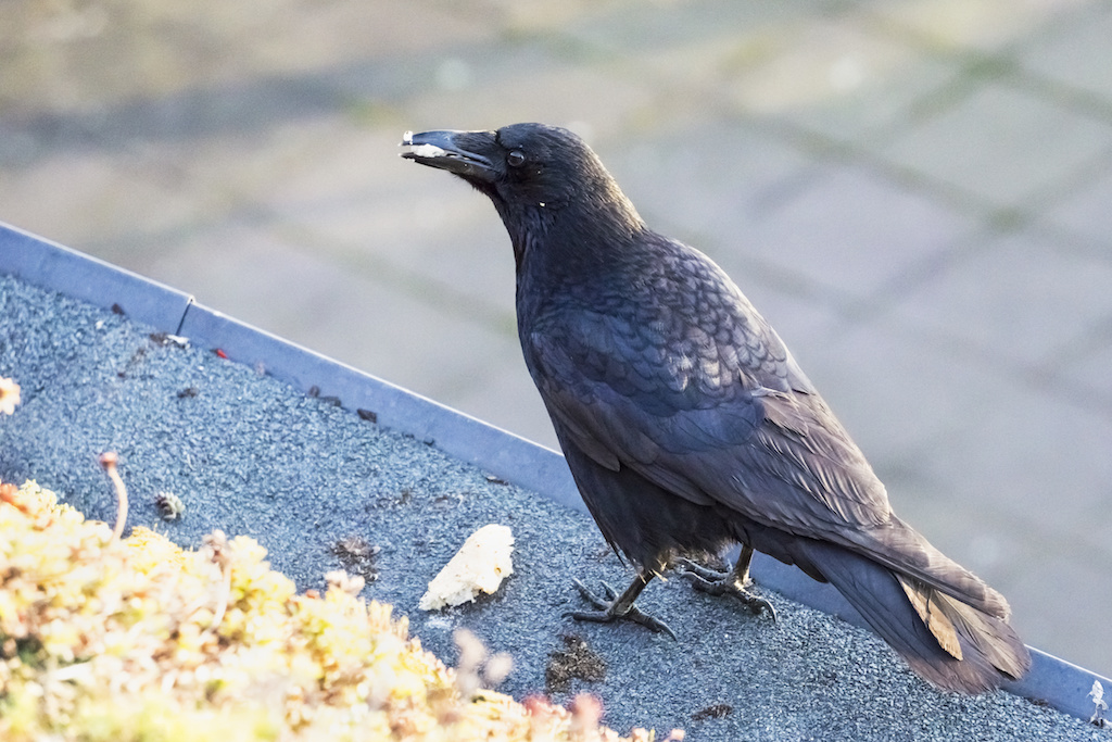 意外と知られていない害虫・害獣と「住みやすさ」の関係